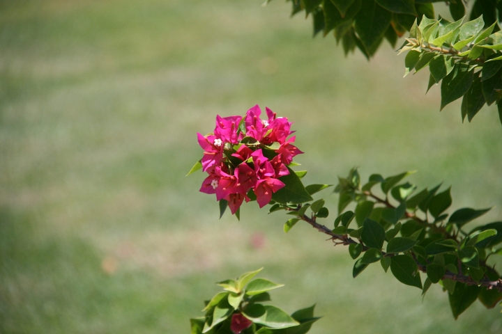 Vakantie Egypte 2010-67.jpg